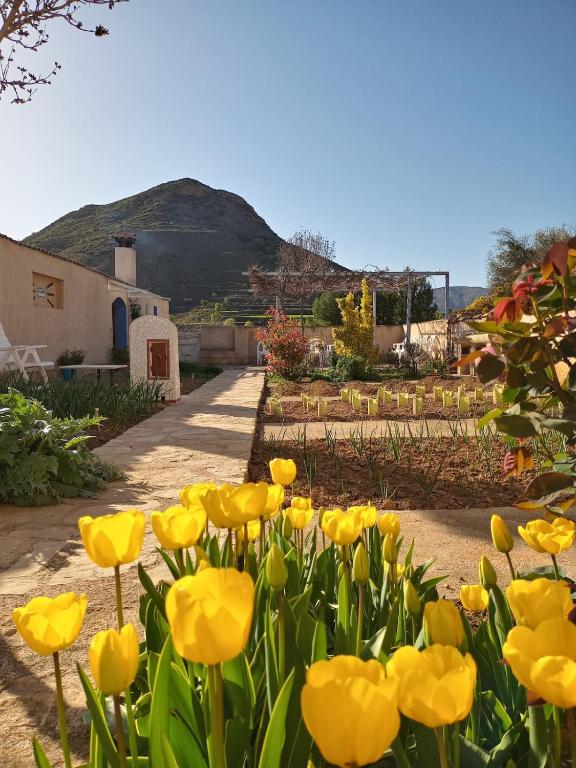 a bunch of yellow flowers in a garden at Vivienda de Turismo Rural Granja La Lomica in Ladruñán