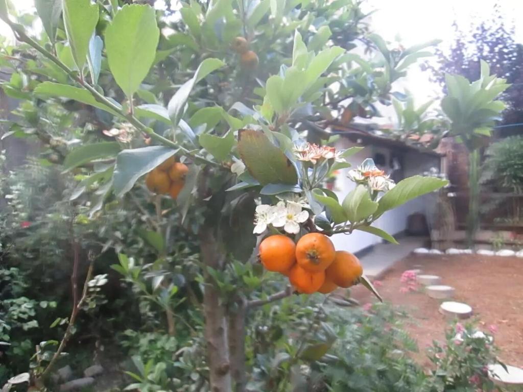 ワンカヨにあるCasa los Ciruelos en El Tambo a 15 minutes from downtownの橙の木