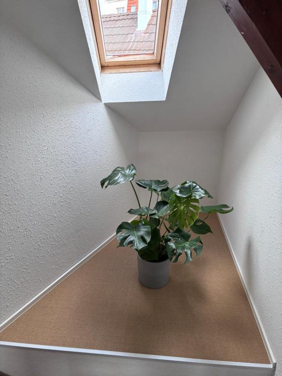 Colmar charmant logement – photo 11