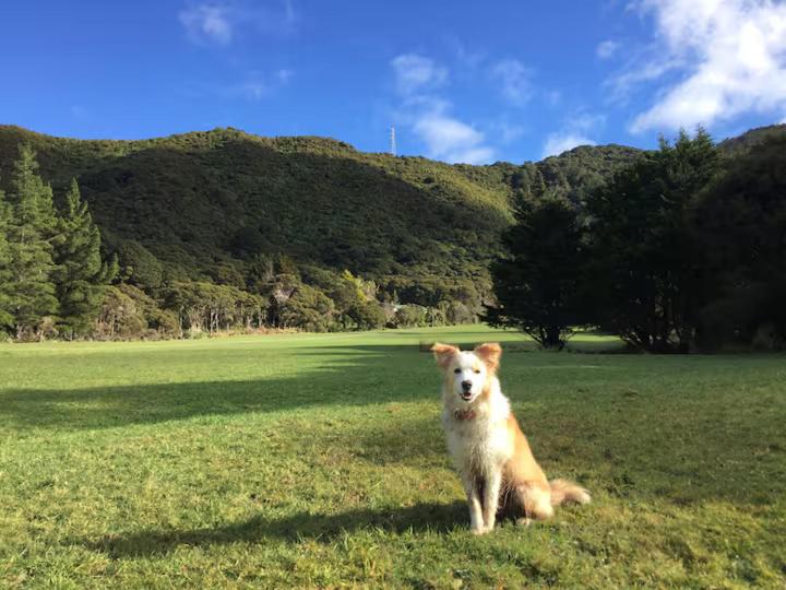 Lifestyle farm stay retreat near CBD - Resim 15