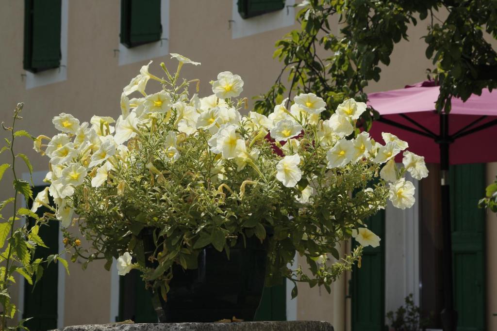 Zahrada ubytování Hotel Carmel