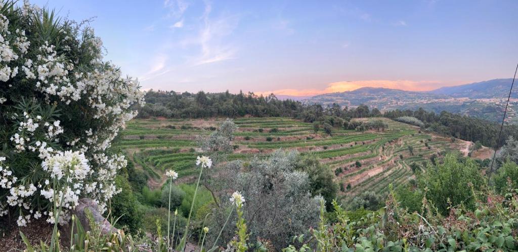vista su un campo con fiori e alberi di Stay on a Vineyard in Douro Valley Quinta de Alvites a Covelas