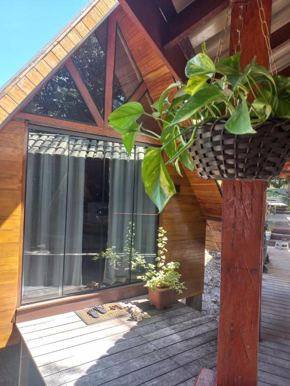 a plant in a planter on the front of a house at Pousada Raízes Cotijuba in Belém