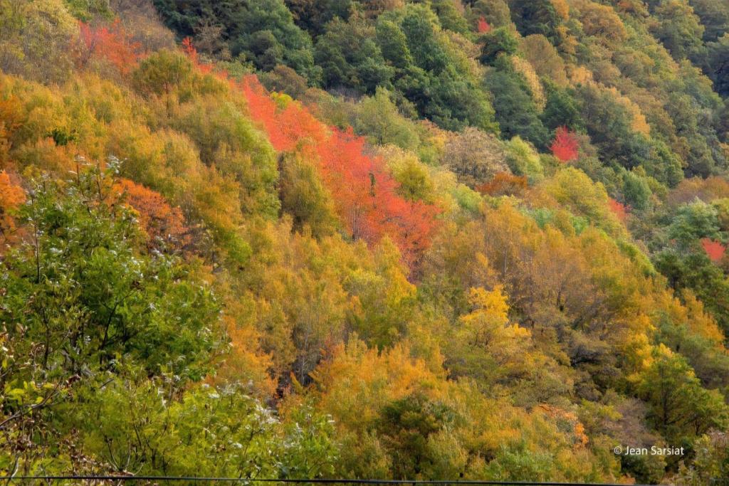 ein mit Bäumen und Herbstblättern bedeckter Hügel in der Unterkunft La maison au bout du chemin in Poey-dʼOloron