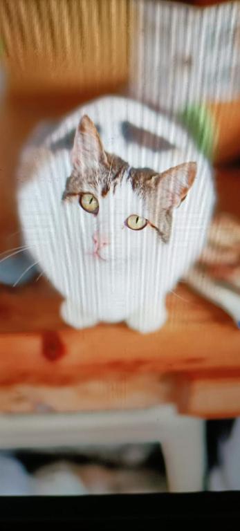 Rivendell Eco lodge - 19