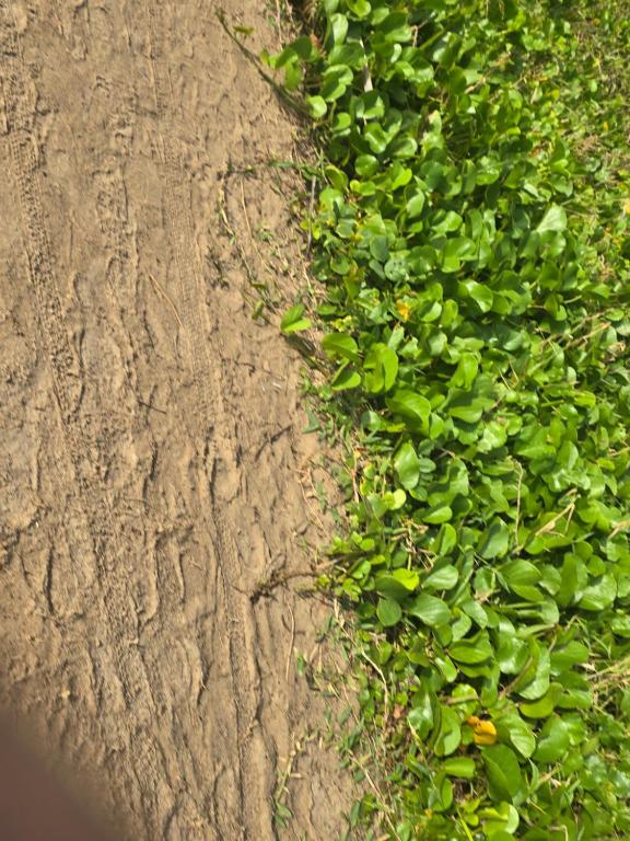 イタカレにあるSonho Itacareの緑の植物が生い茂る未舗装道路