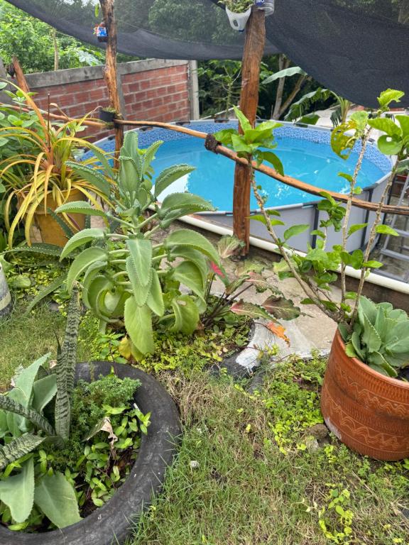 un groupe de plantes dans une cour avec piscine dans l'établissement Casa Campestre DONDE MAMI ENA, à Galapa