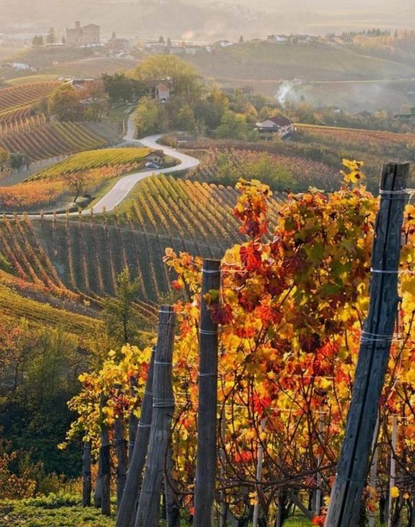 a vineyard in the fall with a tree in the foreground at L'Antica Corte in Mongardino