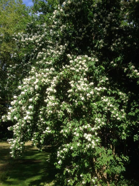 a large tree with white flowers on it at Fewo Ramin in Felchow