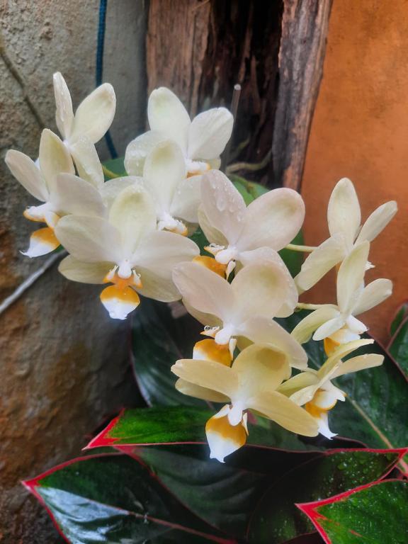 Suíte com Cozinha Compacta