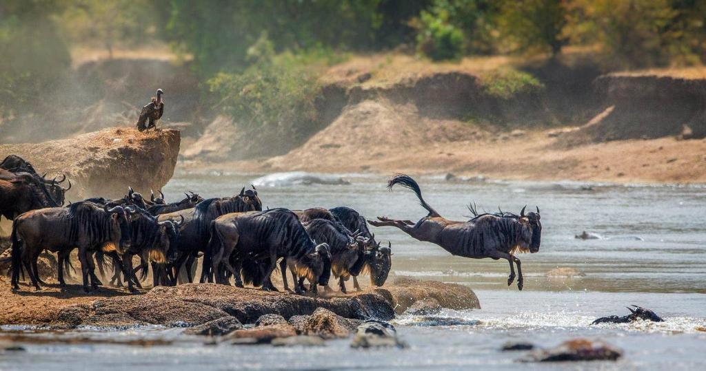 a herd of wild animals crossing a river at karentourstanzanialimited in Nkunjila