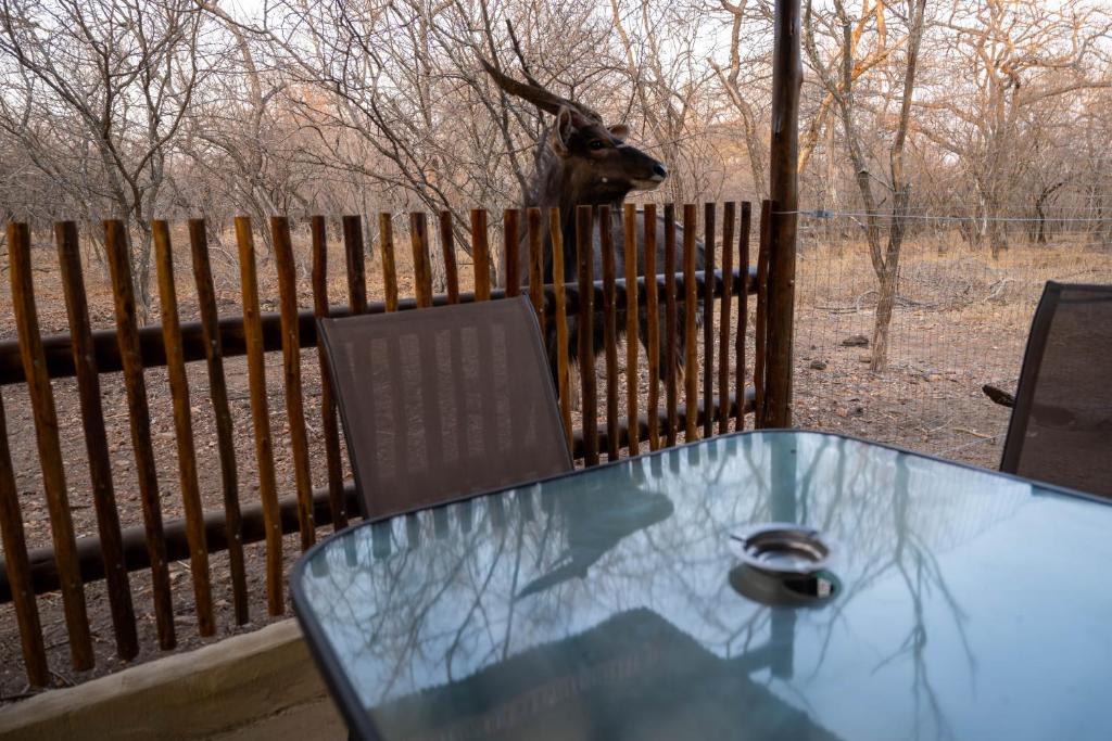 a glass table with a deer in a fence at NIANI HYENA chalet in Hoedspruit