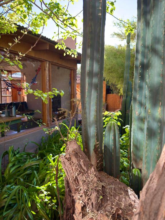 a cactus and plants in a garden with a house at turisolcor atacama in San Pedro de Atacama