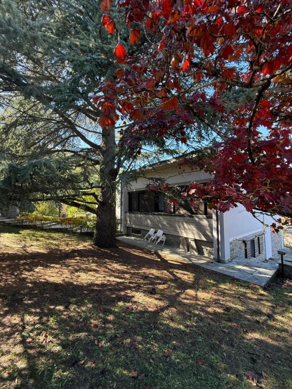 a tree with red leaves in front of a building at Castelvetri B&B in Castiglione dei Pepoli