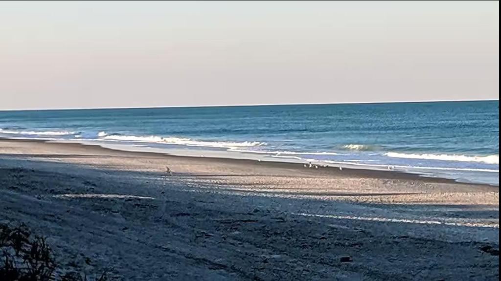 a beach with a group of birds walking on the sand at Paradise Beach West in Indialantic