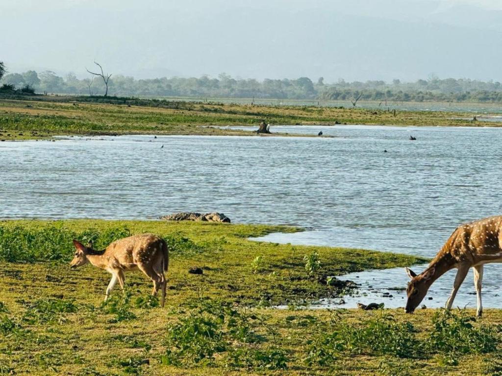 Zvířata v penzionu nebo okolí