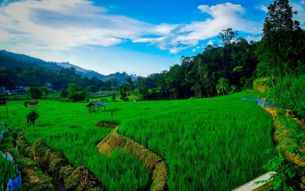 a field of green grass with trees in the background at Mountain Breeze Villa & Ayurveda Spa in Ella
