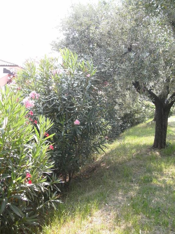 Zahrada ubytování B&B Agli Ulivi