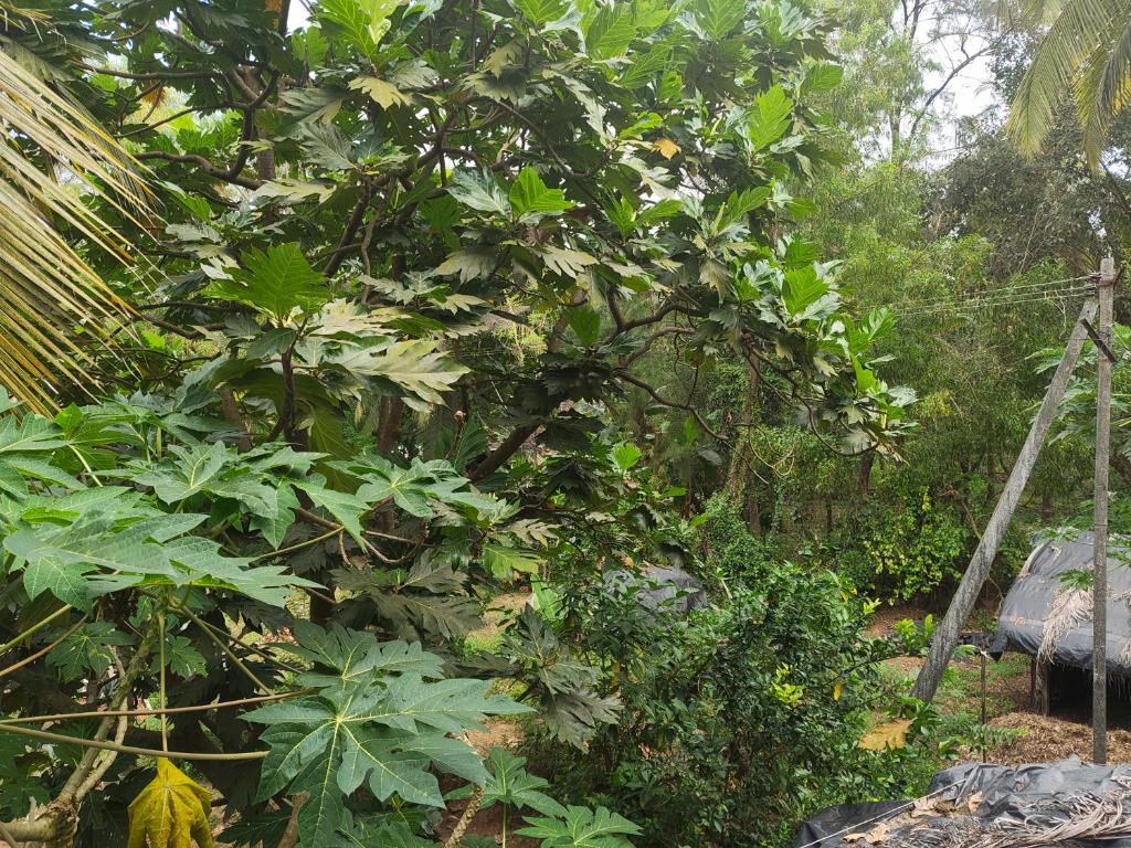 a large tree with green leaves in a garden at Lakshika tent stay in Gokarna