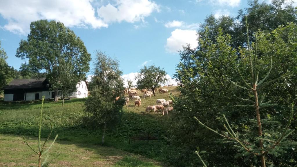 Fotografie z fotogalerie ubytování Penzion Liberta v destinaci Horní Maršov