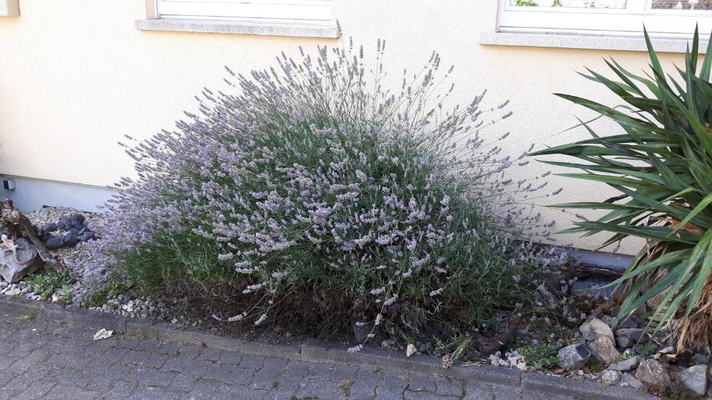 Zahrada ubytování Winzerhof Senn