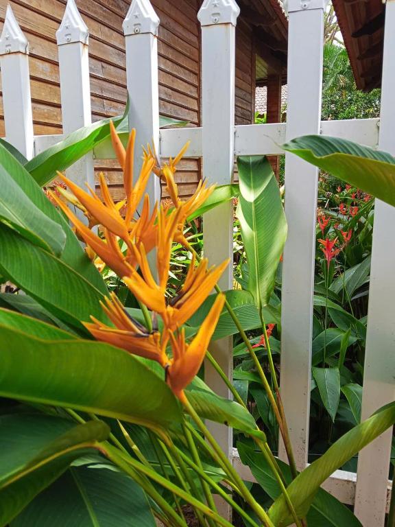 富国Tim Hotel的白色栅栏旁盛开着一朵橙色的花。