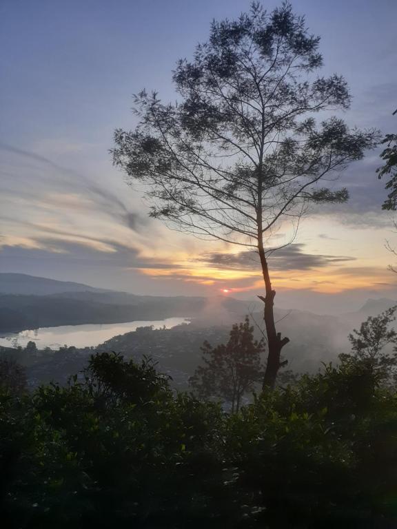 a tree on a hill with a view of a valley at Happy inn in Nuwara Eliya