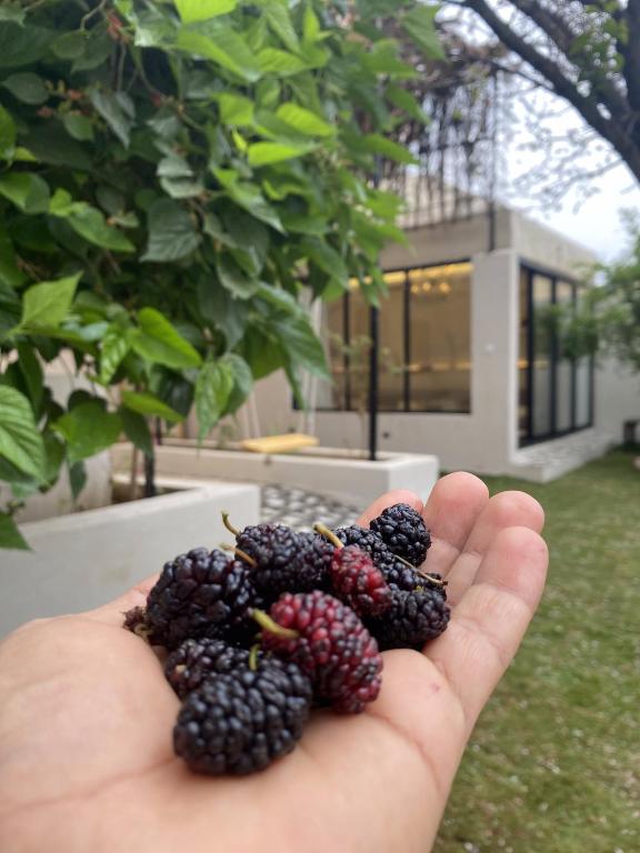a hand holding a bunch of blackberries in front of a house at غصن الهدا in Al Hada