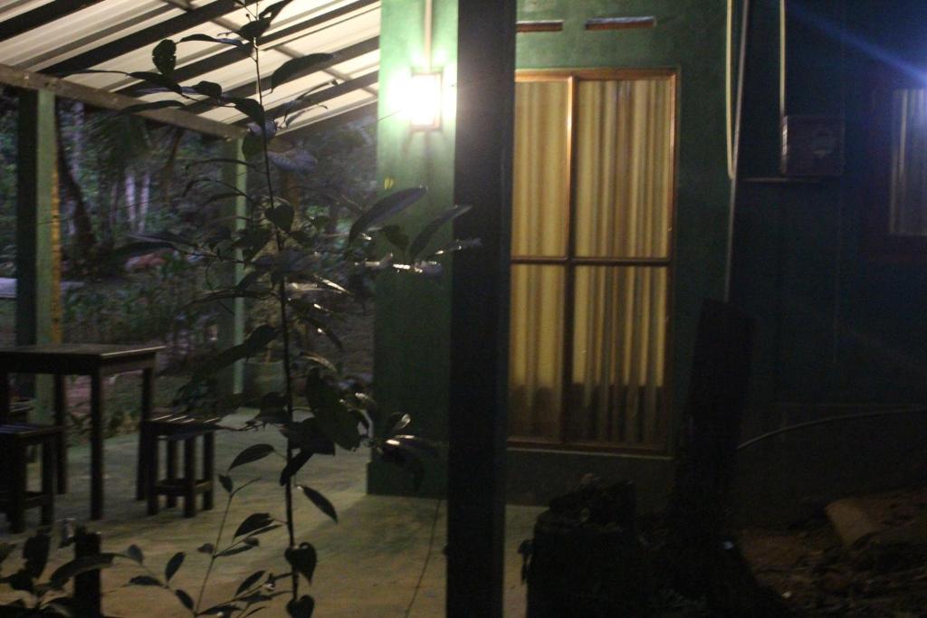 a plant in front of a house with a light at rainforest river song 