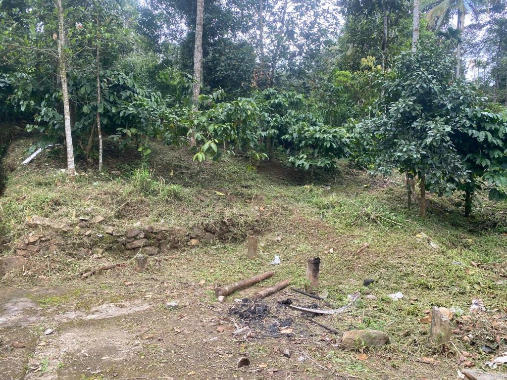 een onverharde weg in het midden van een bos bij ARAVON Homes in Meenangadi