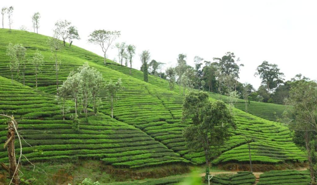 a field of green tea plantations on a hill at valparai home STAY LLHS in Vālpārai