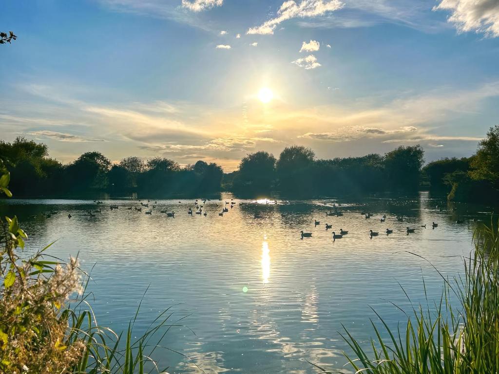 a group of ducks on a lake with the sun in the background at Orchard House - Uk48580 in Rochford
