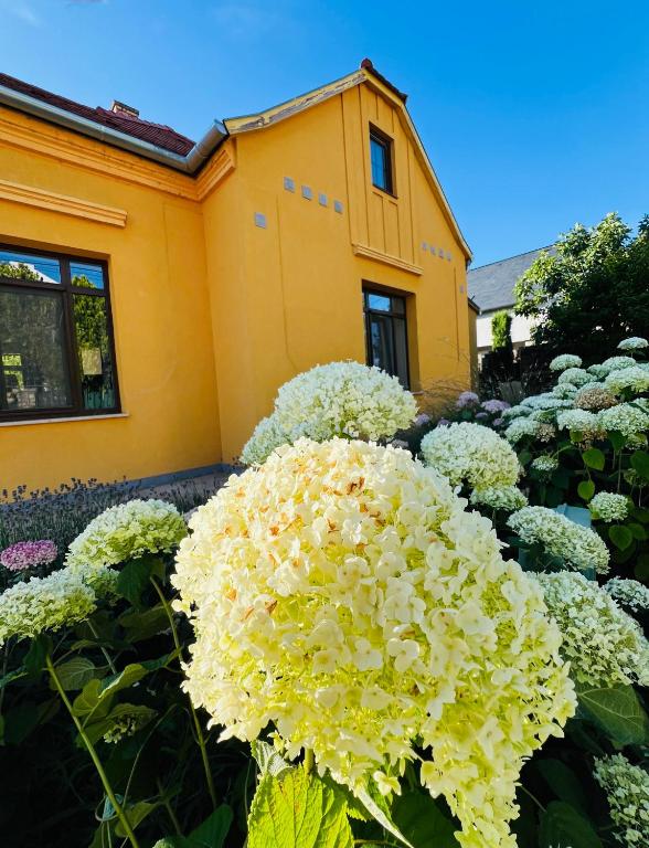 a bunch of white flowers in front of a house at Füredi Virág Villa in Balatonfüred