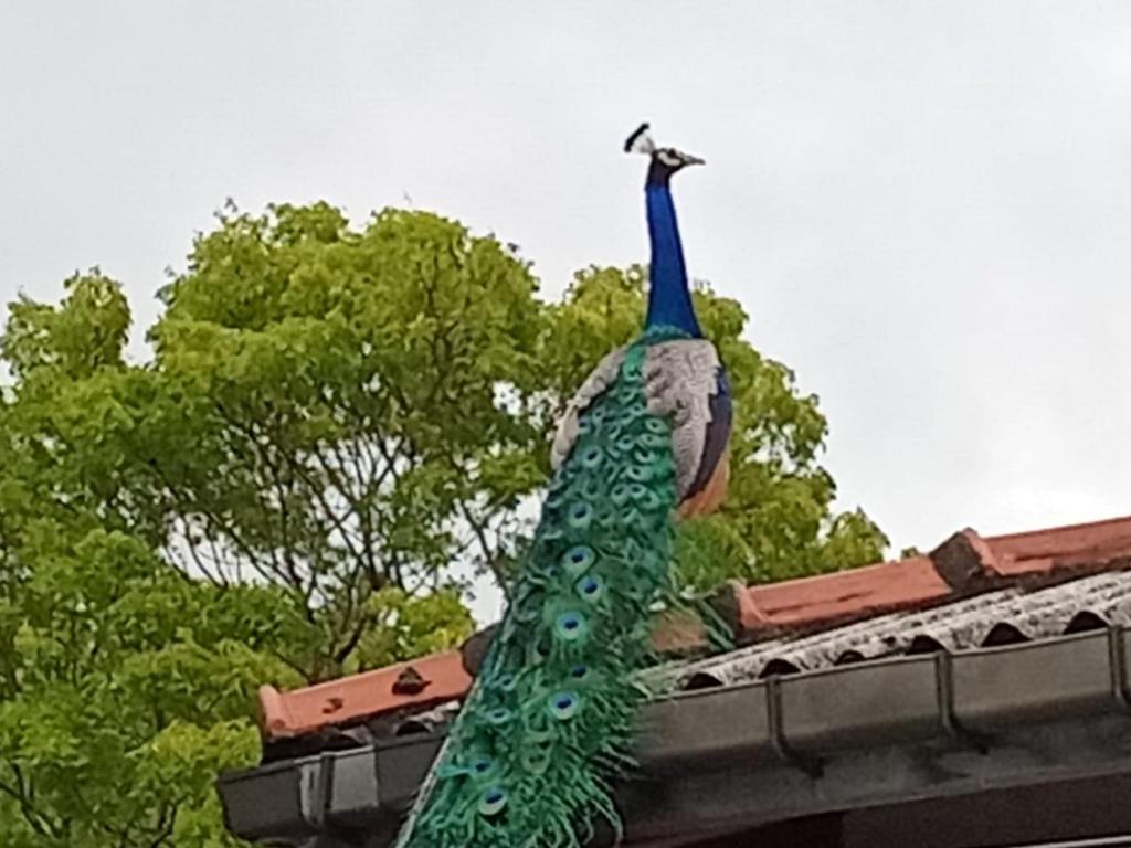 a peacock sitting on top of a roof at Ayu Kataragama in Kataragama