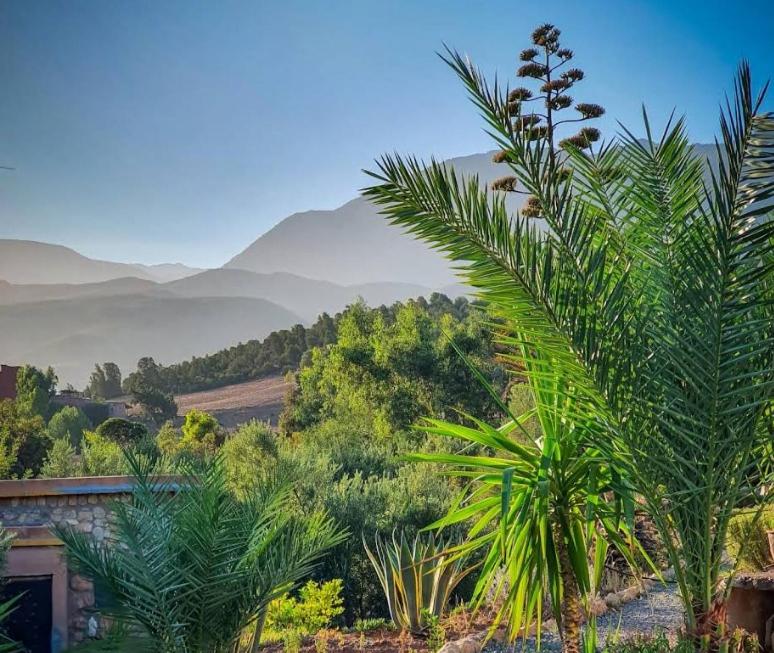 una palmera en un campo con montañas en el fondo en La Bergerie Ouirgane - Serenity Lodge, en Asni