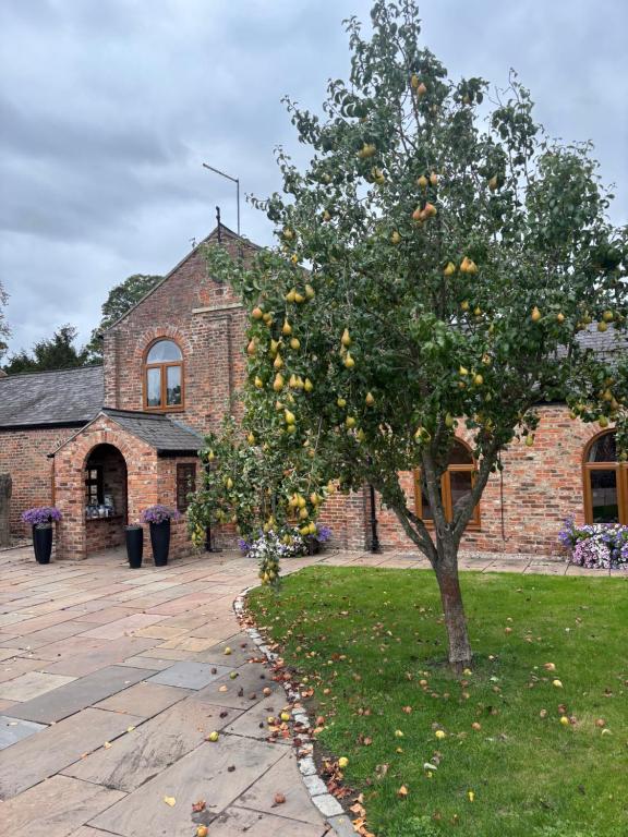 Courtyard House- Luxury Holiday House with floodlit Tennis court في نورثاليرتون: شجرة برتقال أمام مبنى من الطوب