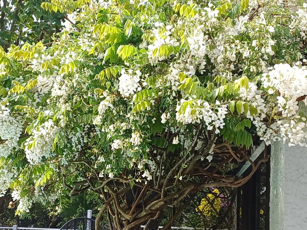 Ashcroft Gardens Bed & Breakfast - Resim 9