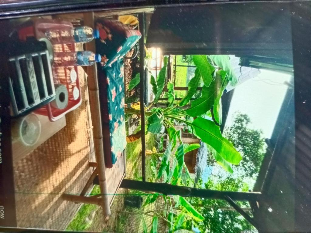 Jardin de l'établissement Banana garden