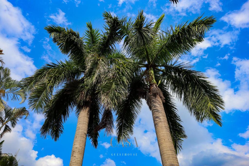 two palm trees against a blue sky at Casa Palmeira in Nelspruit