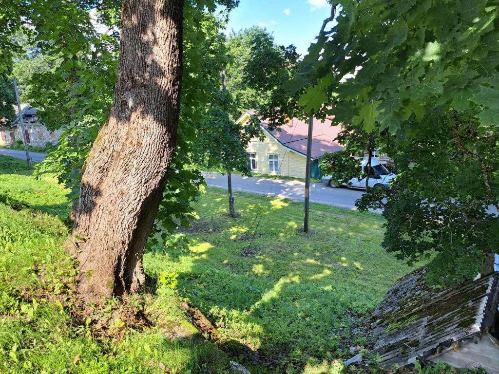 a tree in the grass with a house in the background at Parkal Apartments in Paide