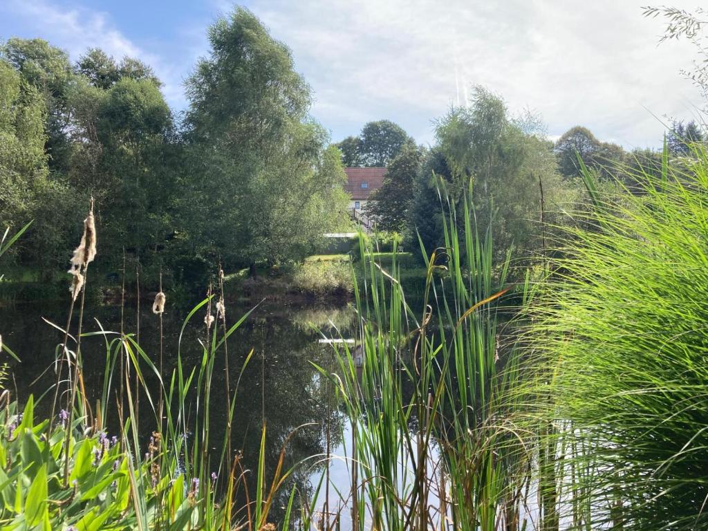 un bacino d’acqua con erba alta e alberi di Maison Équilibre a Royère-de-Vassivière