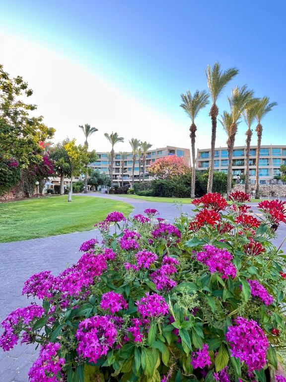 凯撒利亚Rose Suite的棕榈树公园里的一束鲜花