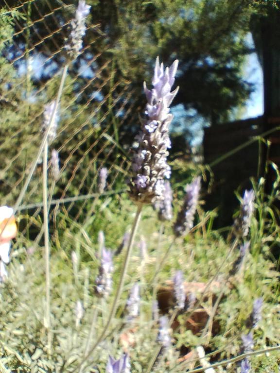 Cabaña La Florencia Domselaar