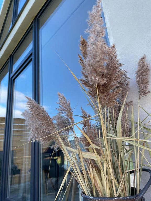 Eine Pflanze in einem Topf neben einem Fenster in der Unterkunft AgroReset CAŁOROCZNY in Korlino