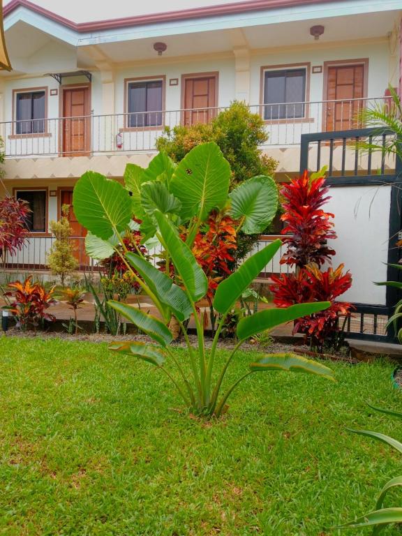 a plant in the grass in front of a house at golden anchor lodge in Coron