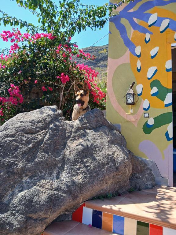 a dog sitting on top of a rock at El jardin de Valle de Guimar in Güimar