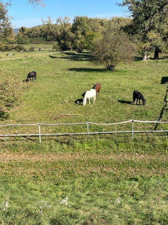 Altri animali domestici presso l'appartamento o nei dintorni