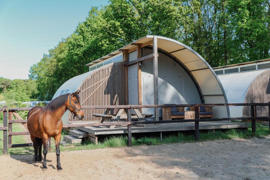 un cavallo marrone in piedi di fronte a una tenda di Paarden lodge a Hoogersmilde