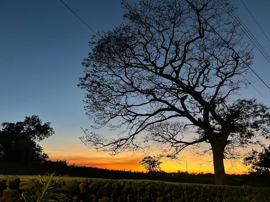 a tree in a field with the sunset in the background at Rancho Los Gavilanes in Siberia