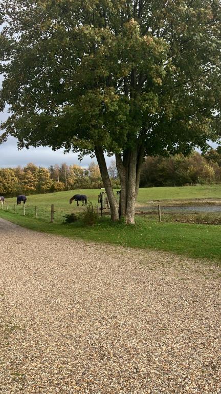 a tree and some animals grazing in a field at Gården in Sønder Felding